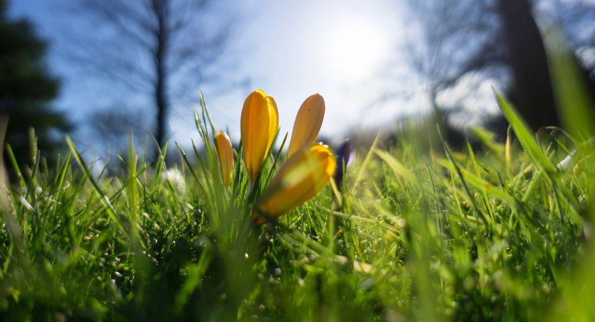 When Should I Start Yard Pest Control in Nashville?