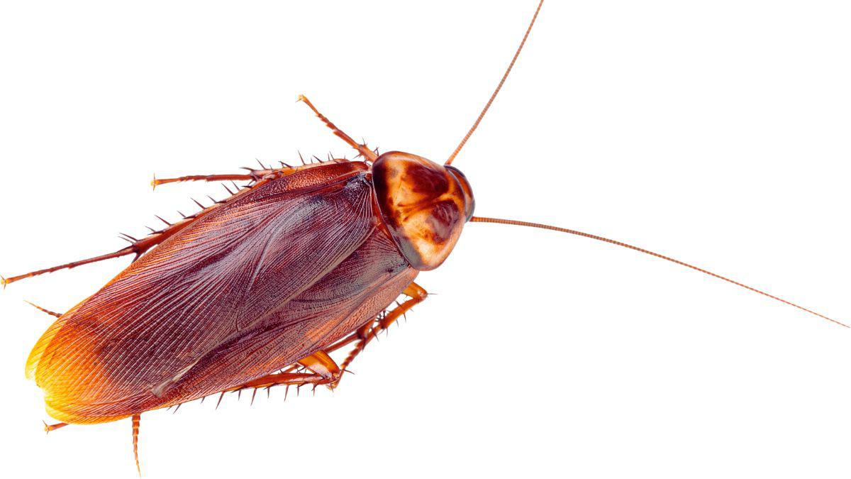 Which Is Worse: Cockroaches or Rodents?