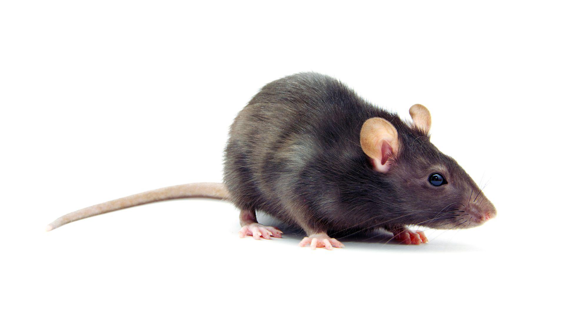 What Types of Rodents Live in Las Cruces?