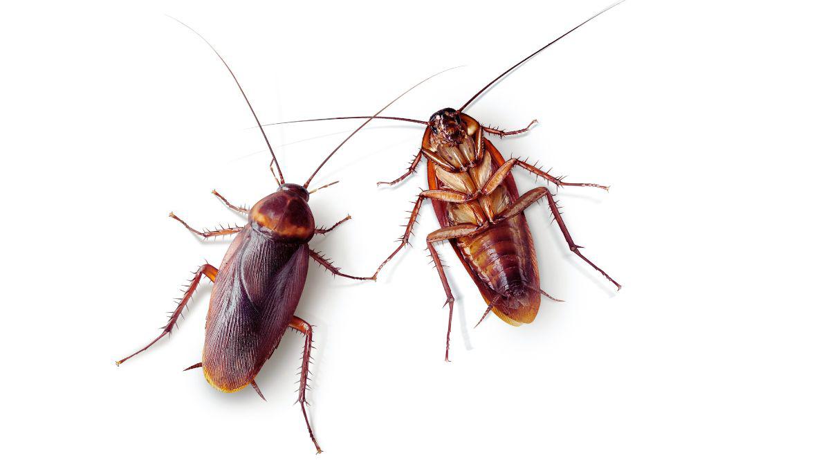 3 Reasons You Don’t Want a Cockroach Infestation