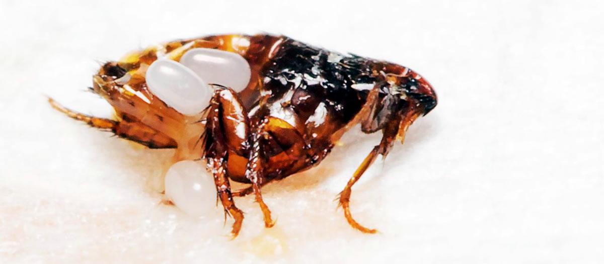 Why Is Outdoor Flea Control in Nashville Important?