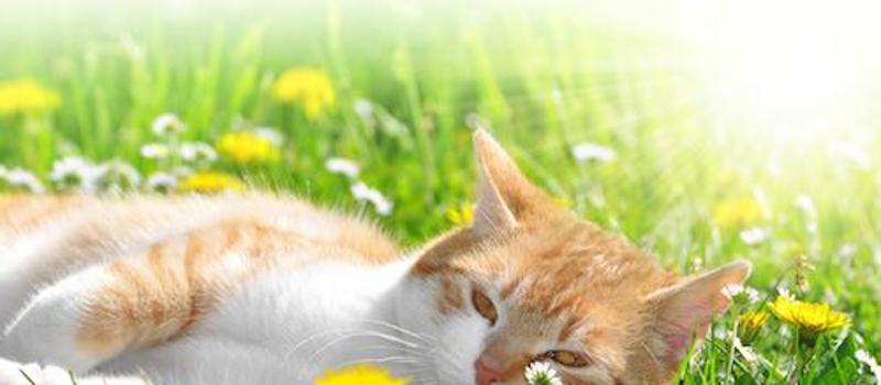 5 Super Annoying Facts about Fleas in Wilmington