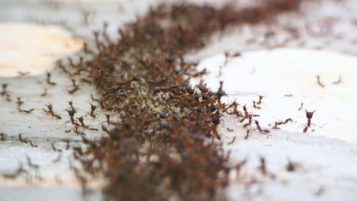 Winter Pest Control for Springtime Pests