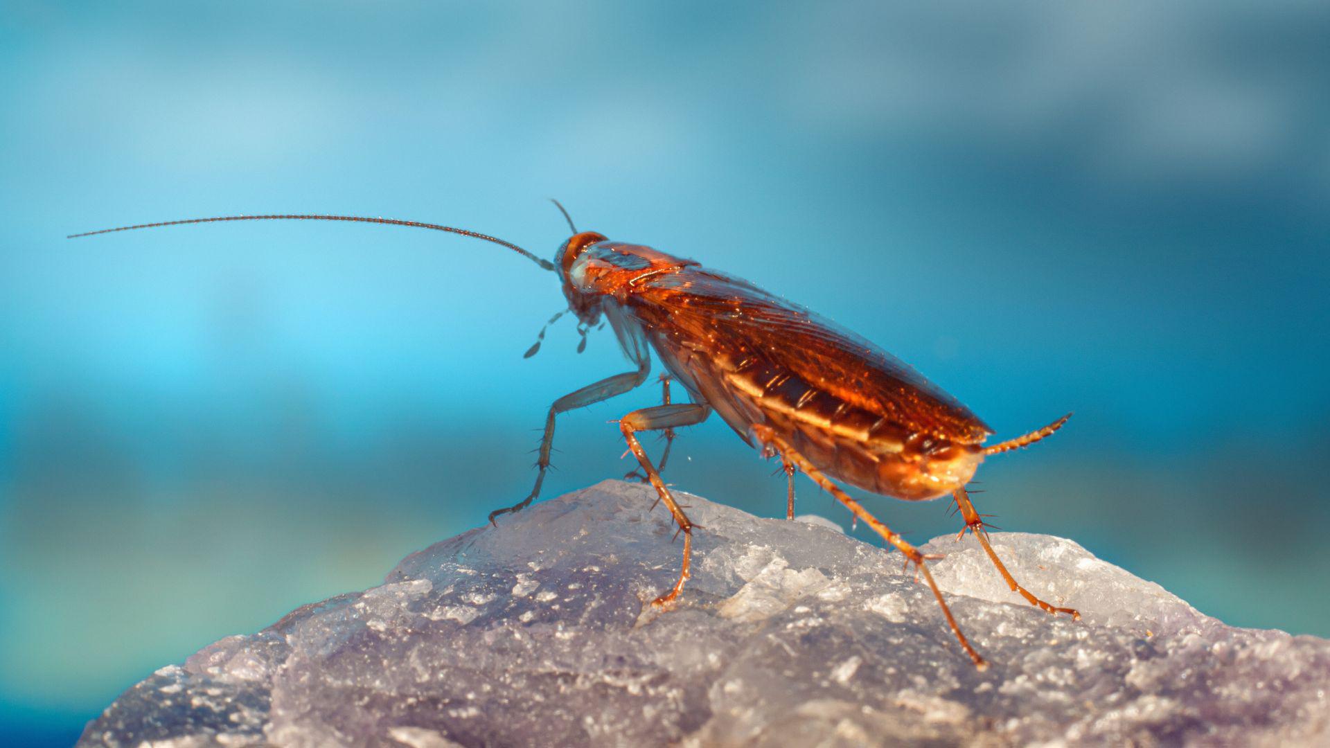 Should I Have Year-Round El Paso Pest Control?