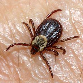 tick on skin